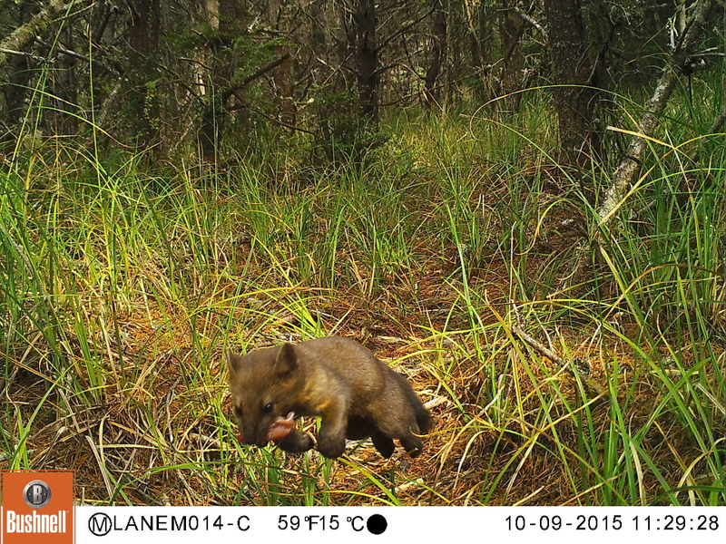 A coastal marten leaps by a remote camera